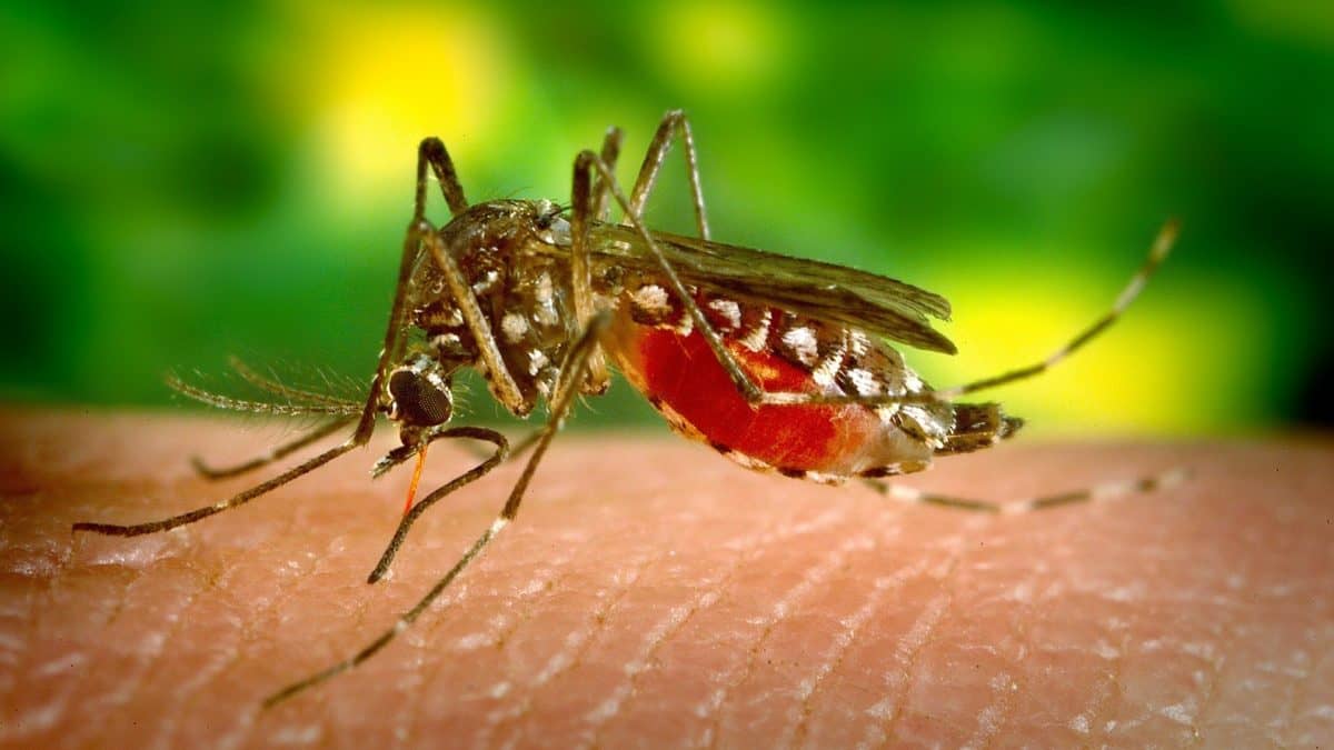 Sintomas da dengue comum e hemorrágica