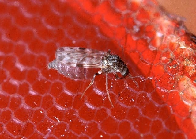 Febre oropouche: entenda a doença com sintomas parecidos com os da dengue